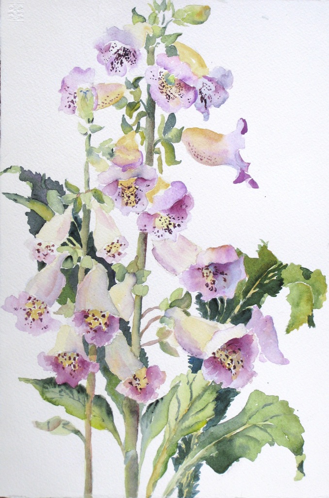 Elaine Tweedy - Foxglove (sold)