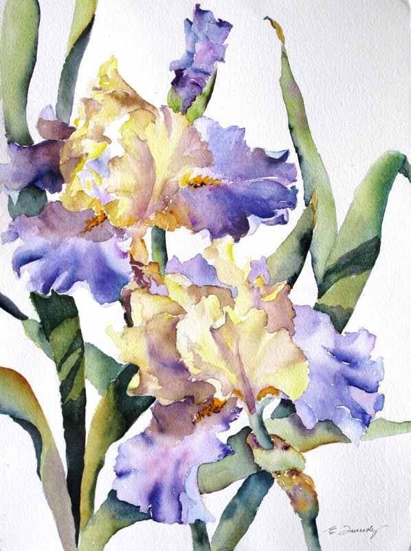 Elaine Tweedy - Edith Wolfard Iris II (SOLD)