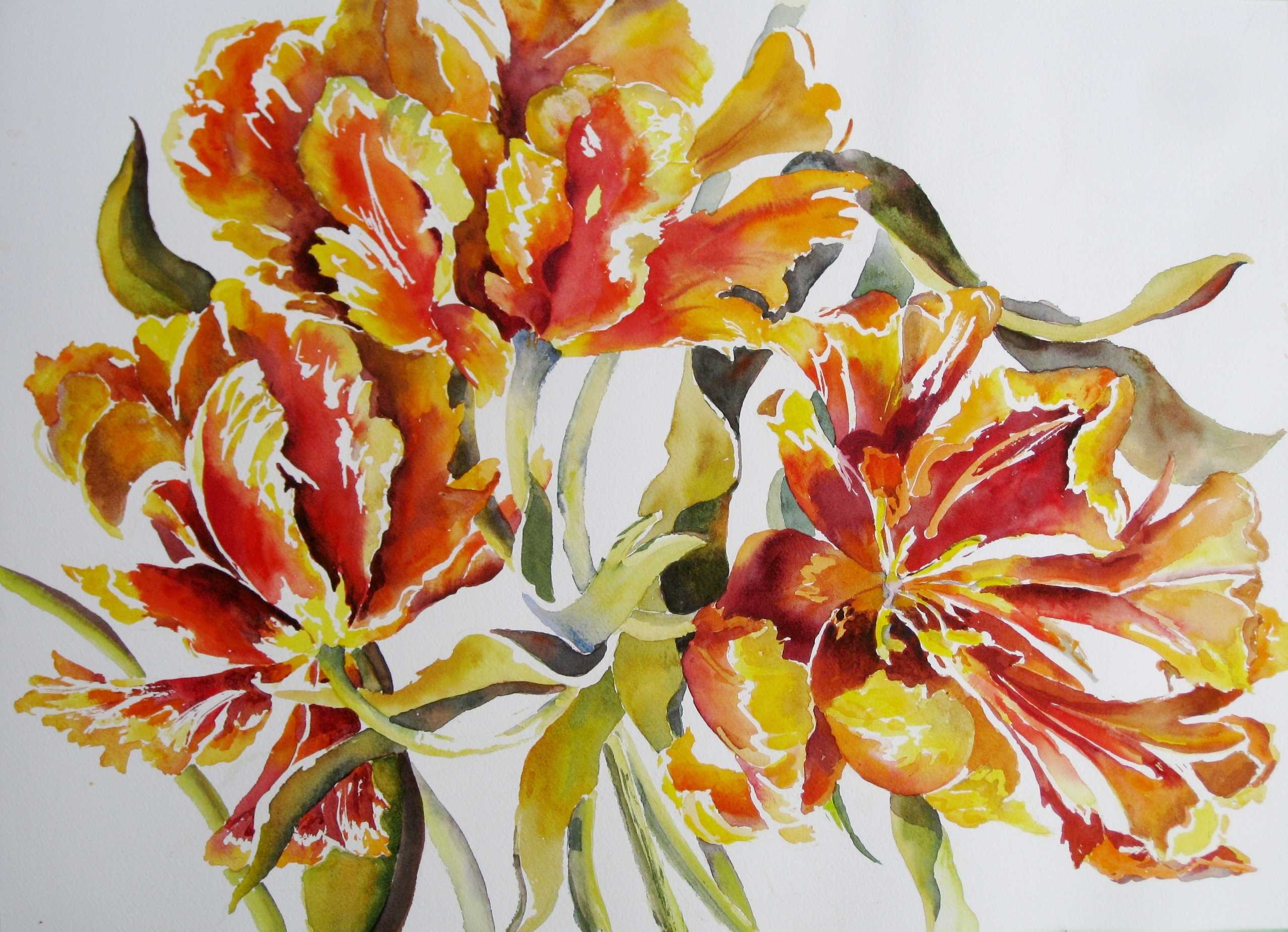 Elaine Tweedy - Flame' Parrot' Tulip