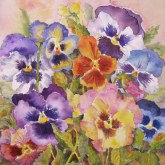 Elaine Tweedy - Spring Pansies