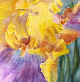 Elaine Tweedy - Yellow and Purple Iris